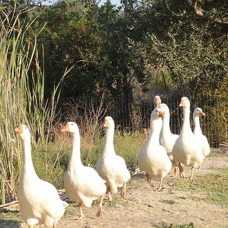 Aroggia Farm Villa Xanthatai Ngoại thất bức ảnh