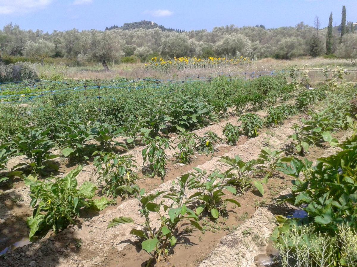 Aroggia Farm Villa Xanthatai Ngoại thất bức ảnh