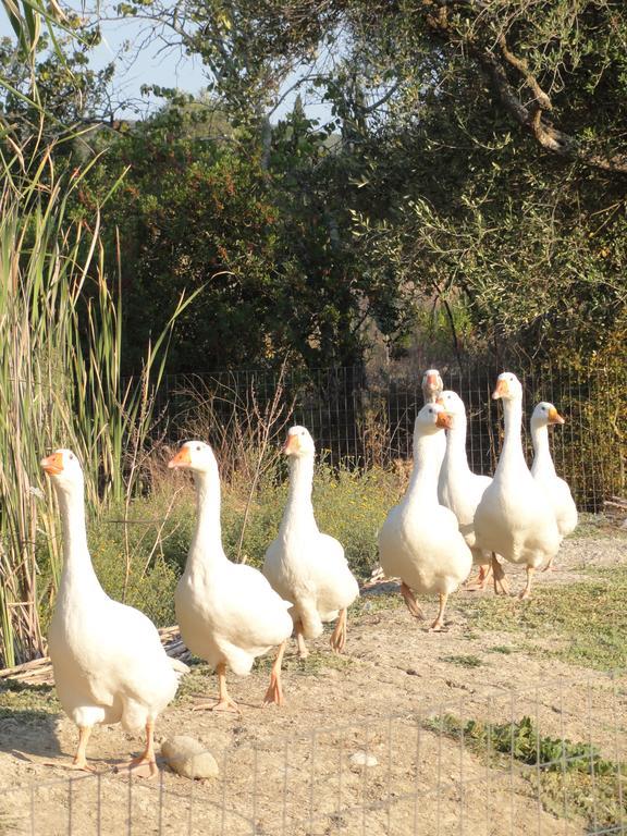 Aroggia Farm Villa Xanthatai Ngoại thất bức ảnh
